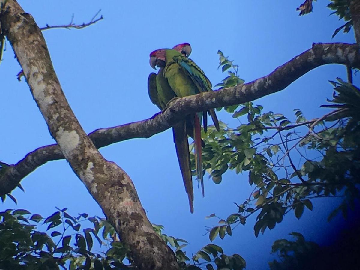 Cabinas Ensuenos Tortuguero Buitenkant foto